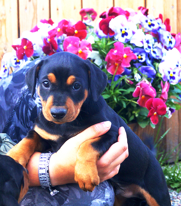 Pinscher * Xélanc Kindly Karisma 6 veckor
